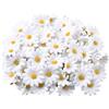 SOFPLATE 100 pz. Fiori di Margherita Senza Stelo Fiori Artificiali in Stoffa BianCHIS Piccoli Fiori Decorativi in Tessuto Girasoli Finti per Matrimoni Feste di Compleanno Ghirlande Decorazioni per La