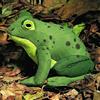 Kosen Heinrich Frog Di Kosen - Collezionabile Ultrasuede Rettili - 3300