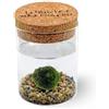 KAKI La Felicità è Nelle Piccole Cose Marimo Singolo Originale Vaso Vetro con Tappo Sughero Felicità, Artigianale, Fondale Naturale, Diametro 8cm, Altezza 11cm, Made in Italy