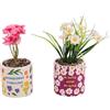 Villa d'Este Home Tivoli 1996 Set 4 Piantina Artificiale, Vaso in Ceramica, More Amor