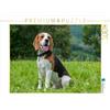 CALVENDO Starick Sigrid - Puzzle Cane da sogno Beagle, 1000 pezzi, dimensioni: 64 x 48 cm