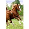 damaloo Asciugamano bambini 30x50 cm - Cavallo e puledro - 100% cotone - Asciugamano morbido e assorbente - Perfetto per asilo, scuola materna e viaggi - Idea regalo per amanti degli animali