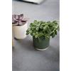 Ivyline Vaso per Piante, Ceramica, Verde, 10.5 cm