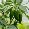 Générique 100 Semi di peperoncino Jalapeno - Capsicum annuum - Verde e Rosso - Giardino - 222