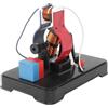 Fyearfly Modello di Motore Elettrico da Laboratorio, Modello Didattico di Mini Generatore Elettrico, Modello Dimostrativo di Conversione Dell'Energia Elettromagnetica, per L'Apprendimento In Classe