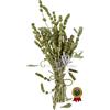 Greekherbay Tè greco di montagna Sideritis Syriaca - tè cretese Malotira 70 g - 4,9 kg