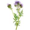 Mondo Ape SEMENTI MELLIFERE - FACELIA (PHACELIA) - 1 KG - APICOLTURA