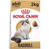 Royal Canin Cibo Secco per Gatti Adulti Ragdoll - 2000 gr