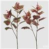 EDG Enzo De Gasperi Coleus Ramo con Bocciolo H 85 Cm Ass. Verde Rosa 1 Pz