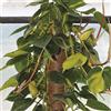 Verdelook Bastone Muschiato H.100