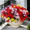 Aisamco Fiori di seta artificiale per la decorazione esterna, 12 fasci di fiori finti colorati gloria mattutina piante finte resistenti ai raggi UV per la porta d'ingresso fioriera portico patio cortile