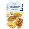 Hydrea London Kit di spugne naturali per pittura artistica, da fine a larga, set di spugne per arte e artigianato, pittura, ceramica, ceramica, decorazione, spugna, belle arti