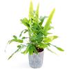 POWERS TO FLOWERS - FELCE PHLEBODIUM AUREUM BLUE STAR IN VASO CERAMICA A RIGHE GRIGIO-BIANCO, pianta vera