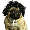 Ling & Bai Parrucca per cani e gatti, costume per Halloween, travestimento divertente per cosplay, compleanni, feste, festival (nero)