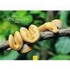 Edition Seidel Calendario Premium Serpenti 2026 formato DIN A3 calendario da parete rettili serpente pitone vipera boa anaconda predatori animali selvatici natura fotografia