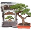 GOTVUGE Terriccio per bonsai, 10 l, pronto all'uso, terriccio biologico per piccoli vasi, piantine, rinvaso, o starter kit