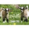 Edition Seidel Calendario di alta qualità, motivo: capre 2026, formato DIN A4, calendario da parete con animali domestici, capra e capra