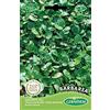 Germisem Barbarea Semi di Wintercress 3 g