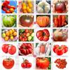 Semi Strani SEMISTRANI.IT - 200 SEMI POMODORO In 20 Varietà BELLE e NUTRITIVE + GUIDA: PRINCIPE BORGHESE ROSSO e GIALLO, WHITE BEAUTY, NERO CRIMEA, RAINBOW, GREEN ZEBRA, INDIGO ROSE, GIGANTE, DATTERINO, etc