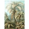 MyPuzzle.com MyPuzzle Felci (Filicinae) - Forme D'arte In Natura, Poster D'epoca, Ernst Haeckel - Premium 1000 Pezzi Puzzle - MyPuzzle Collezione speciale di Havana Puzzle Company