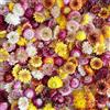 SSyang 120 teste di fiori di crisantemo in paglia secca, vera margherita, girasoli, fiori secchi, decorazioni floreali, per casa bohémien, finestra della sposa (100 g)