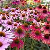 Legutko Coneflower semi misti - Echinacea -