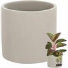 KOTARBAU® Vaso da fiori in ceramica grande cilindro etnico, diametro 16 cm, altezza 15 cm, effetto cemento, piccolo vaso in ceramica