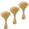 Fairblo 300 Pezzi Spighe di Grano Decorative Fiori Secchi Decorativi Spighe Fiori Essiccati Fiori Finti Grano per Matrimonio Chiesa Camino Tavolo da Pranzo Decorazione Della Casa