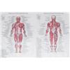 Poster di anatomia umana Muscolo scheletrico Insegnamento Immagine Pittura