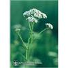 NATUR Srl Yarrow Ess 7,4ml Calf