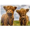 MyPuzzle.com MyPuzzle Due Simpatiche Mucche Delle Highlands - Premium 1000 Pezzi Puzzle - MyPuzzle Collezione speciale di Puzzle Galaxy