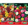 Germisem Wallflower Single Mix Semi 0.75 g & EC1621 Semi