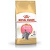 Royal Canin British Shorthair Kitten : Formato - 400gr.