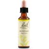 SCHWABE PHARMA ITALIA Srl MUSTARD BACH ORIG 20ML