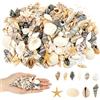 Maxmoc 200 conchiglie per fai da te, conchiglie naturali, conchiglie miste, non forate, per vasi, carri armati di pesce, candele, gioielli per braccialetti, decorazioni per matrimoni, artigianato fai