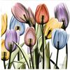 Empire Art Direct Frameless Free Floating Pannello in vetro temperato grafico Wall Art pronto da appendere, 61 x 61 cm, Tulip Scape x-ray II