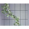 Siena Garden 40500 Traliccio con 5 Struts 150 x 75 Centimetri Bianco