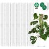 BAIFULAI 6 set di bastoncini di muschio per piante rampicanti, 61 cm, in plastica, con 3 picchetti, 2 nastri in velcro, 30 m, supporto per rampicanti Monstera, asta per piante rampicanti Monstera