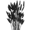 QUARKZMAN 50pcs Code Natural Dried Pampas Rabbit Bunny Tails Dried Flowers 18 Mini Erba della Pampa Lagurus Ovatus Bunch per Decorazione Floreale per la Casa, Nero