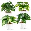 PASCH® Set di 4 piante artificiali come reali (18 cm) in vaso di ceramica lucida | Piante artificiali in vaso | Piante artificiali in vaso | Fiori artificiali Fake Plant