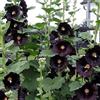 Générique 20 Semi - 119 - Semi di rosa tremiere con foglie di fico, colore: nero raro