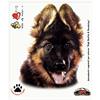 4R Quattroerre.it Adesivi Sticker Cucciolo Pastore Tedesco, 14 x 16 cm