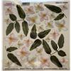 Pellicola Modellabile Jasmine Serie 1