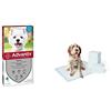 Advantix Spot-on per Cani dai 4Kg ai 10Kg - 4 pipette da 1ml & Amazon Basics Tappetini assorbenti per animali domestici, extra-large