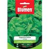 Blumen lattuga a cappuccio estiva