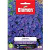 Blumen aubretia cascata azzurra