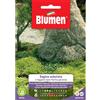 Blumen sagina subulata o tappeto nano fiorito