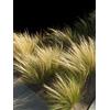 Legutko Piatti messicani in erba Pony Tails seeds - Stipa tenuissima