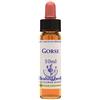 natur Gorse essenza 10 ml 1 pezzo