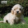 Magnet & Steel Cavapoo - Calendario tradizionale 2026